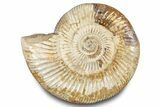 Polished Jurassic Ammonite (Perisphinctes) - Madagascar #283211-1